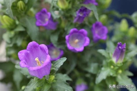 雞蛋花風水陽台|【雞蛋花 陽台】陽台必備10種花草 